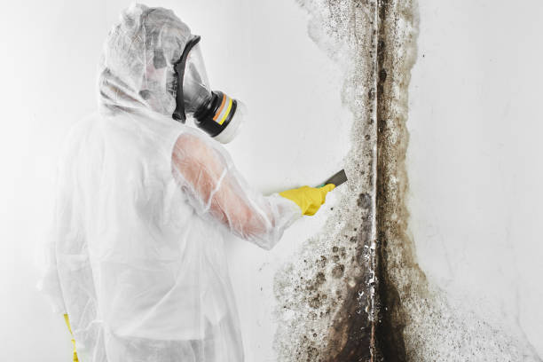 Best Mold Cleaning Services  in Hart, MI