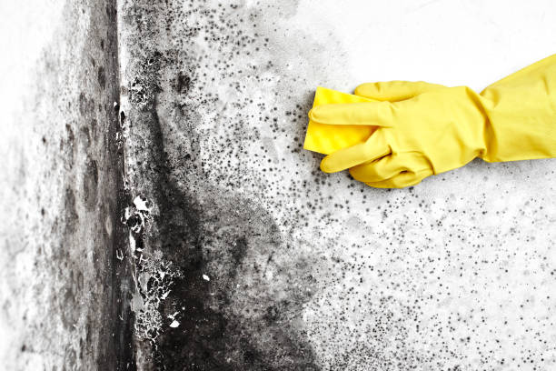 Best Attic Mold Removal  in Hart, MI