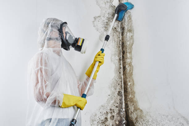 Best Certified Mold Removal  in Hart, MI
