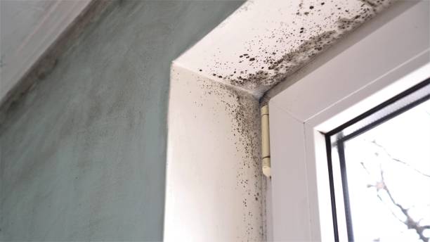 Best Mold Removal Near Me  in Hart, MI
