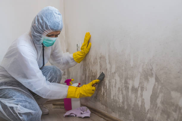 Best Local Mold Removal Service  in Hart, MI