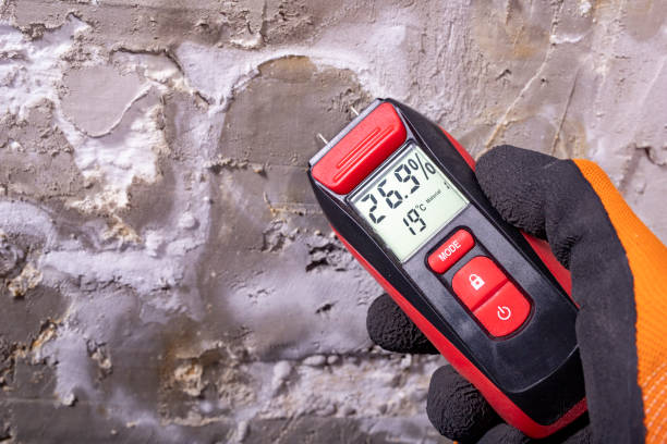 Best Affordable Mold Removal  in Hart, MI