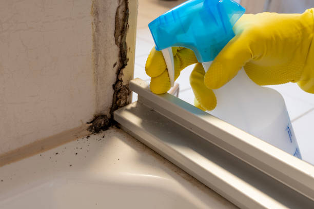 Best Best Mold Removal Companies  in Hart, MI