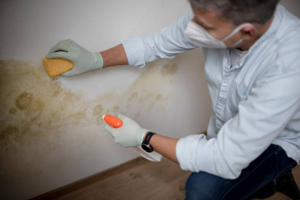 Best Commercial Mold Removal  in Hart, MI