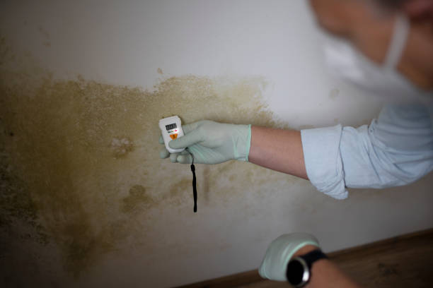 Best Fast Mold Removal  in Hart, MI