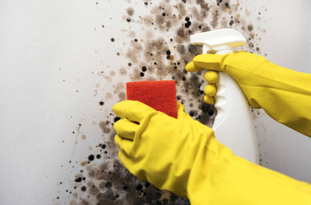Best Best Mold Removal Companies  in Hart, MI