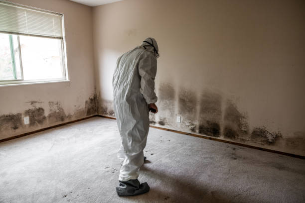 Home Mold Removal in Hart, MI