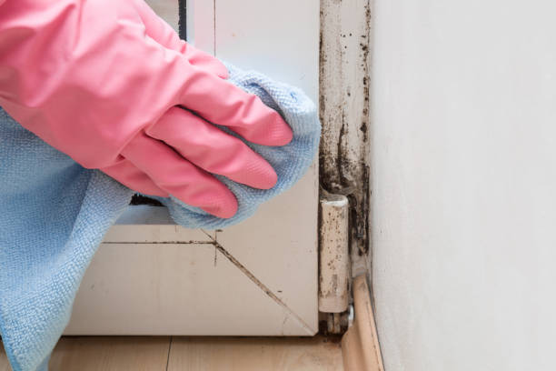Best Black Mold Removal  in Hart, MI