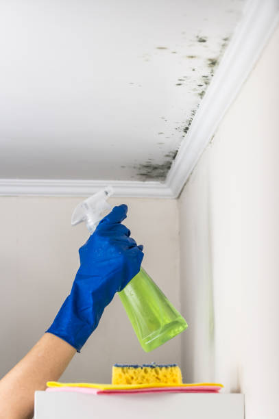 Mold Removal and Inspection in Hart, MI